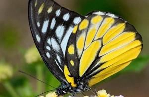 Psychological Test: Choose a Butterfly Based on Your Opinion? Detect Your Psychological Shadow