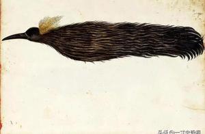 Strange Incidents: Does the 'Never-Flying Bird' Exist – A Bird That Even Sleeps and Mates While Flying?