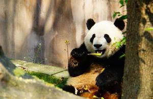 Guangxi Province Possesses 10% of National Giant Pandas and 230 Species of Wild Animals