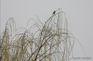 A Gentle Breeze Kisses the Emerald Willows