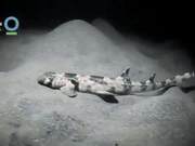 Scientists Discover Four Shark Species That Walk with Their Flippers, Average Length Not Exceeding 1 Meter