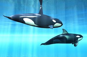 Why Do Orcas Eat Sharks But Never Eat Humans? It's Said That Humans and Orcas Made an Agreement