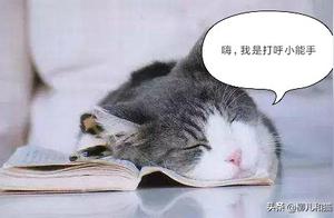 The Benefits of Cat Purring for Humans, and the Need for Owners to Observe Cat States