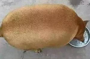 Woman's Dog Raised by Grandmother: A Giant Kiwi!