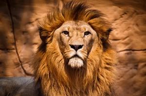 A Comparison of Animals: A Contest of Nations