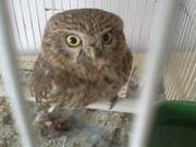 To Repay a 'Life-Saving' Favor, This Owl Broke Its Heart!