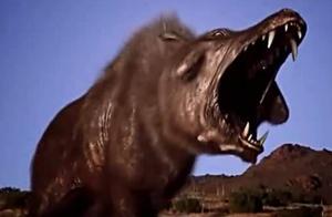 Why Haven't Pigs Gone Extinct Despite Only Eating and Sleeping? Let's See Who My Ancestors Were