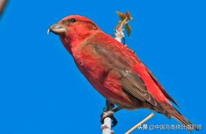 Red Jynx (Loxia curvirostra): A Bird for Appreciation and Identification