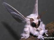 Venezuelan Poodle Moth? This is clearly a legendary moth, belonging to a new species
