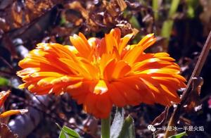 Essays in Verse: Spring Has Arrived, Flowers Have Bloomed