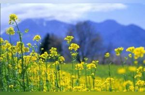 Modern Short Poems | Spring Breeze