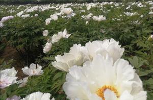 Spring outing to Cangtou – The scenery is wonderful!