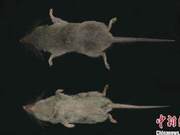 Two New Mammal Species Discovered in Huangshan