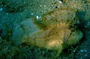 Water-Holding Sea Fish (95) - Yellow-Sand Leaffish (Ambon)