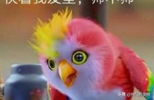 Parrots are Truly Like Arctic Huskies: Hamster: Save Me!
