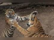 Male Tiger and Female Tiger Fiercely Fight, Filmed Throughout by Photographer, Action Truly Cute