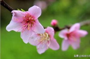 Spring in Linzhi: Don't Waste This Spring, Don't Miss the Ten-Mile Cherry Blossoms