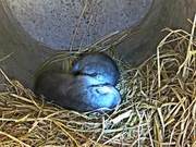Shanghai Zoo Welcomes New Life: Black-Backed Wolf Mother Gives Birth to Twins