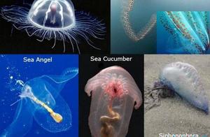 Top 10 Amazing Transparent Animals