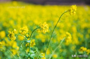 Spring in Shijiazhuang's Small Gully: Oilseed Radish Flowers and Irises in Full Bloom, Creating a Dreamlike Impression of the South
