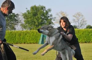 Many things often have a dialectical nature, how to correctly recognize dogs' protective instincts?