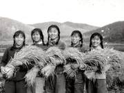 At that time, no matter how tired and hard we worked, or how impoverished and difficult our lives were, no one ever deliberately avoided working a day, or abandoned the Northeast countryside out of excuses.