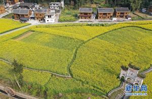 Oilseed Flower Bloom in Changqi Ancient Town, Fenggang County, Guizhou