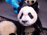 See pandas play in Guzhen, enjoy the flower sea and harvest spring tea... Let's rendezvous in the beautiful Dujiangyan!