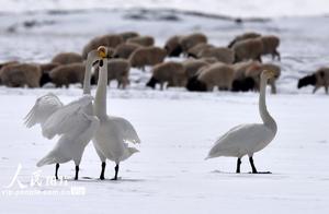 Xinjiang Hejing: Swan Couple Enter 'Honeymoon Period'