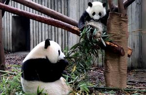 A Perfect Encounter with Giant Pandas, National 5A-Level Scenic Area: Chengdu Research Base of Giant Panda Breeding!