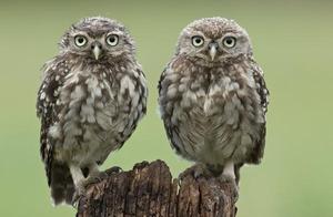 Why Owls' Calls Can Kill People; Why You Shouldn't Laugh at Owls