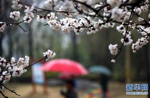 Flowers Bloom Across Shandong; Spring Rain Enhances Floral Beauty