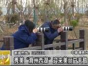 Shuang County Welcomes White Swans