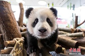 Twin Giant Panda Cubs Debut at Berlin Zoo