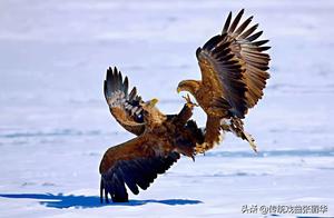 World of Birds Through the Lens