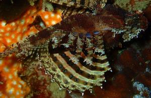 Fish from the Water's Mirror (111): Golden Snapper (7) - Shortfin Lionfish (Ambon)