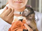 First Artificial Feeding of Black-Hat Hooded Monkeys at the Zoo