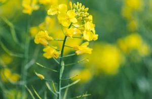 Golden Rapeseed Flowers in Quanzhou Binhai Park Bloom in Competition, Come Enjoy a Leisurely Excursion in the Flower Sea