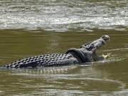 Crocodile Suffocating Due to Tire Around Neck, Indonesian Government Offers Reward for Removal