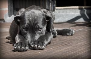 Be Cautious with Dog Calcium Supplementation! Frequent Calcium Supplementation Can Increase the Risk of Arthritis! These Situations Require Dogs to Supplement with Calcium