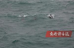 Dozens of Dolphins Form a Group Playing in Qiongzhou Strait