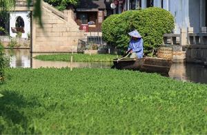 Journey Through the Rain-Kissed Jiangnan: West Town!