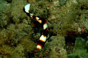 Water-Kissed Sea Fish (127) - Stone Bass (1): Numerous Juvenile Stone Bass (Ambon)