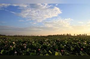Wanmu Hetang (Ten Thousand Acre Lotus Pond)