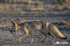 A Scene with Animals: A Mother Wolf Wanted to Use a Mouse to Teach Skills, Cubs Were Proud, But a Leopard Came