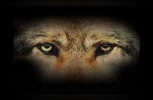Wolf Way Culture