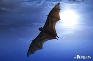 Bats are an ancient species 5 million years old with a unique immune system and one of the most evolved species.