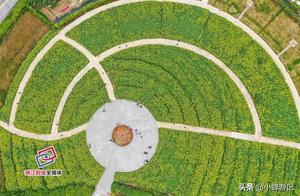 Have you heard about it? Foshan - Financial C Area, Rapeseed Flower Sea Splendid Like a ‘Flower Carpet’