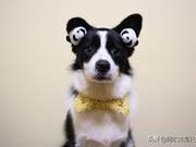 After Getting a Dog, What Habits Have You Developed? Let's See How Many I've Hit.