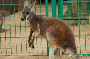 Beijing Wild Animal Park: Close Encounter with Nature and Wild Animals – A Child's Favorite